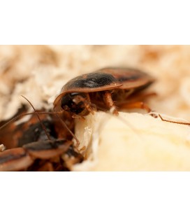 Boîte de 100 coquerelles des bois argentins pour reptiles | France-Insectes