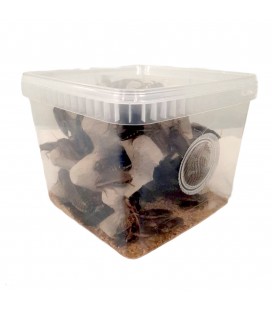 Boîte de 100 coquerelles des bois argentins (ou blattes dubias) adultes pour nourriture de reptiles
