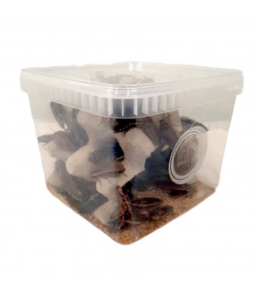 Boîte de 100 coquerelles des bois argentins (ou blattes dubias) adultes pour nourriture de reptiles