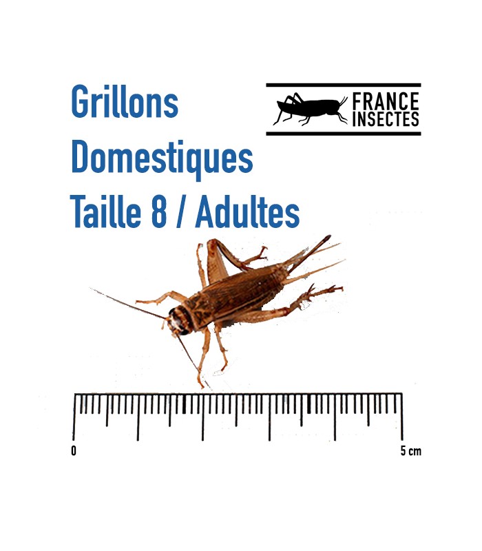 Grillons vivants - Toutes tailles 500 - 10 000 $ 19 Algeria