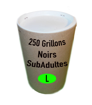 Grillons Noirs Sub-Adultes (Taille 7) Tube de 250