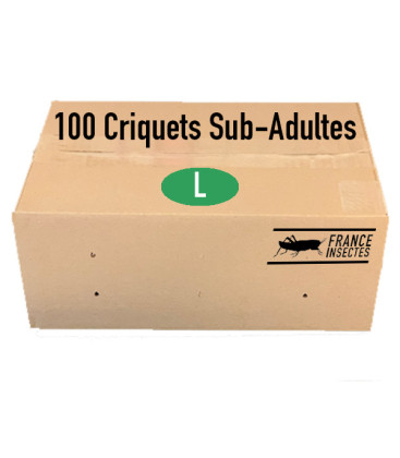 Carton de 100 Criquets Sub-Adultes (L)