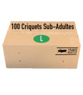 Carton de 100 Criquets Sub-Adultes (L)