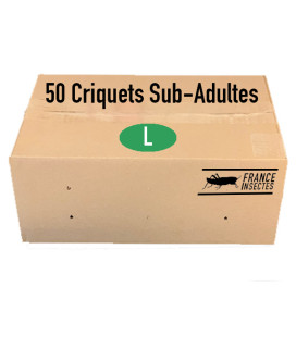 Carton de 50 Criquets Sub-Adultes (L)