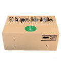 Carton de 50 Criquets Sub-Adultes (L)