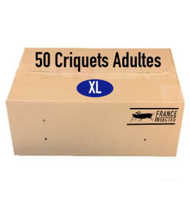 Boîte de 50 Criquets Migrateurs Adultes XL pour Nourriture Animale