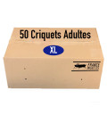 Carton de 50 Criquets Adultes (XL)
