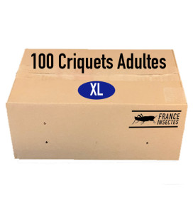 Carton de 100 Criquets Adultes (XL)