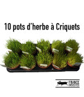 Pack de 10 pots d'herbe pour nourrir vos criquets