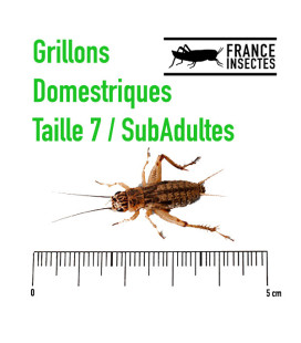 Achetez notre boite de 700 grillons domestiques subadultes taille 7 à 3.66€ TTC - Livraison rapide | France-Insectes