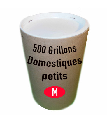 Tube de 500 grillon DOmestique Petit (T. 5)