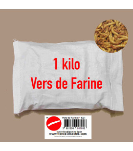 Vers de Farine Vivants pour les Poules 1 Kg