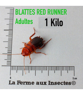 Red Runner 1 Kilo