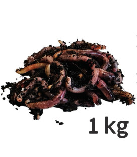 Barquette de 1 kg de Vers de Terreaux pour Compost