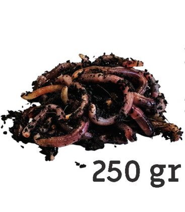 Dendrobenas Barquette de 250gr