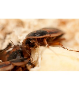 Boîte de 1 kg de coquerelles des bois argentins ou blattes dubias subadultes pour reptiles