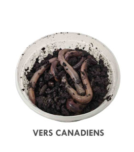 Boîte de 10 Vers de Terre Canadiens