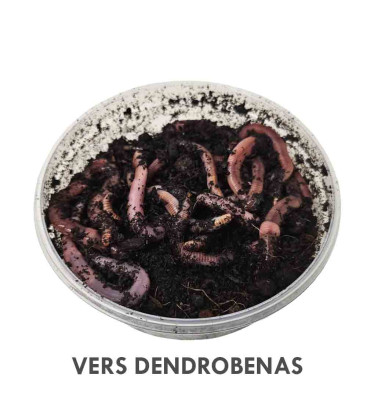 Dendrobenas