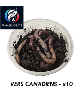 Boîte de 10 Vers de Terre Canadiens