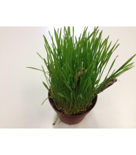 Herbe à Criquets