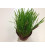 Herbe à Criquets