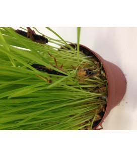 Herbe à Criquets